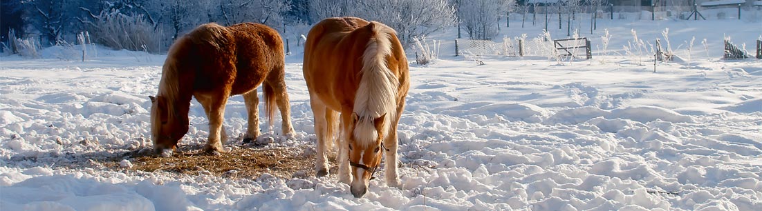 aboutpixel.de / Pferde im Winter © Torsten Rempt